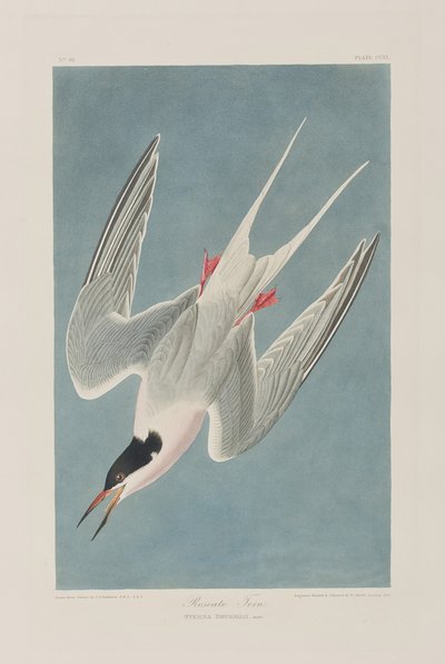 Illustration aus 