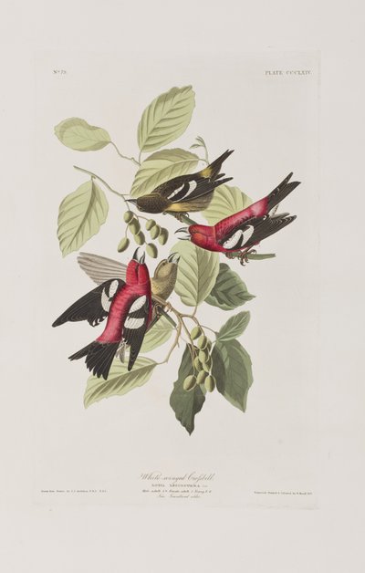 Illustration aus 