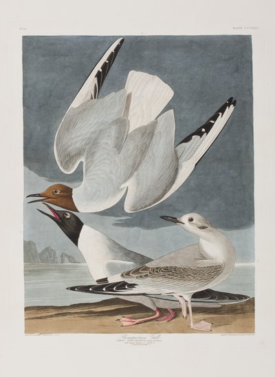Illustration aus 