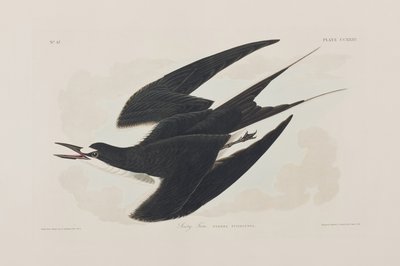 Illustration aus 