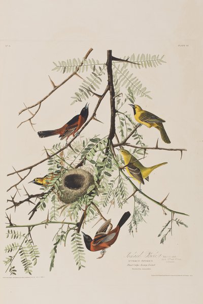Illustration aus 