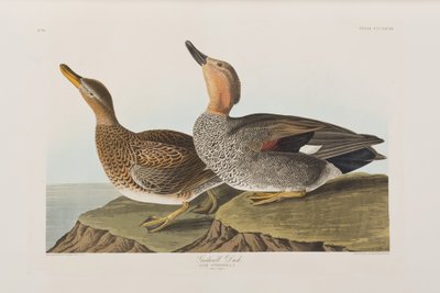 Illustration aus 