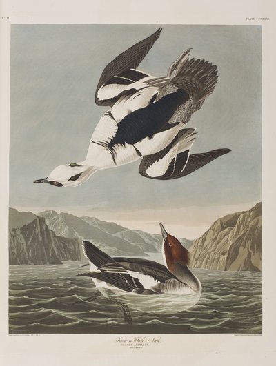 Illustration aus 
