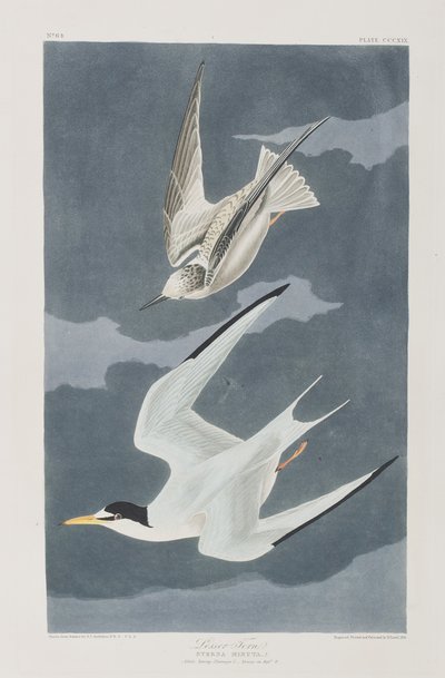 Illustration aus 