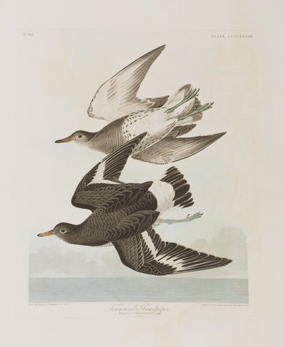 Illustration aus 
