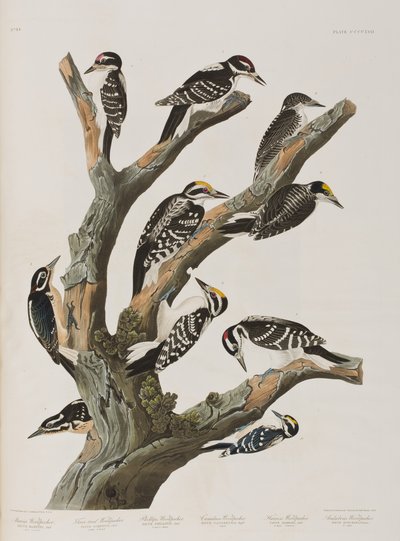 Illustration aus 