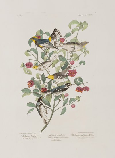 Illustration aus 