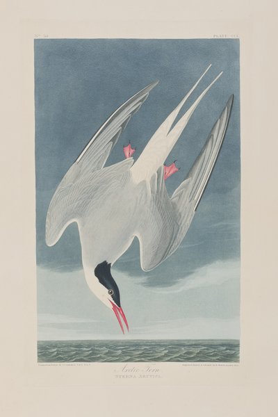 Illustration aus 
