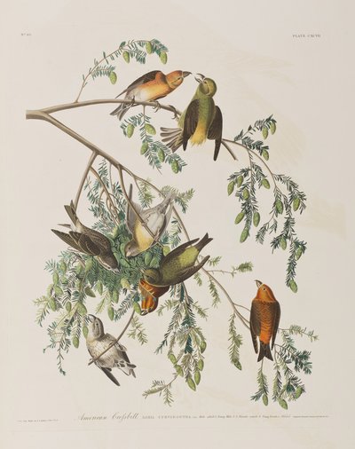Illustration aus 