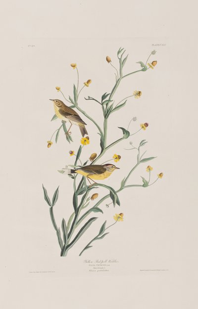 Illustration aus 