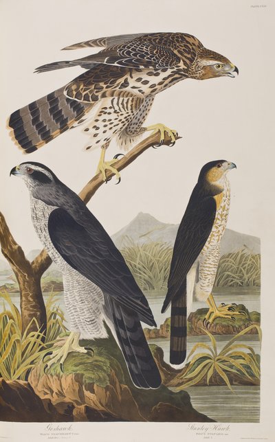Illustration aus 
