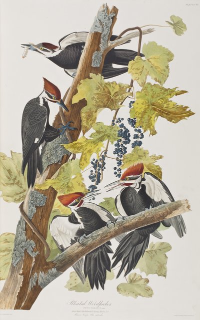 Illustration aus 