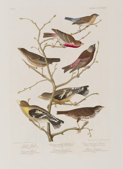 Illustration aus 