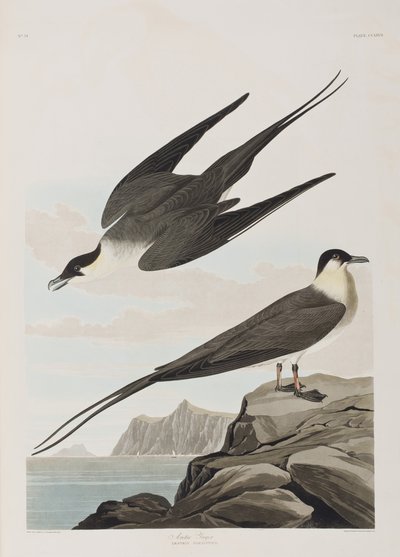 Illustration aus 