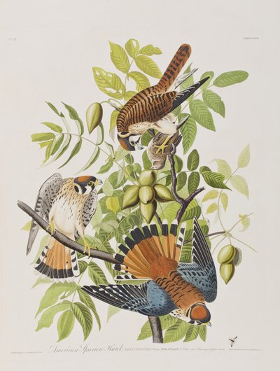 Illustration aus 