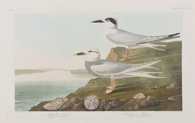 Illustration aus 