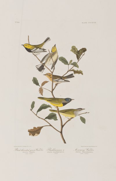 Illustration aus 