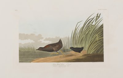 Illustration aus 