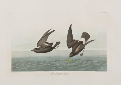 Illustration aus 