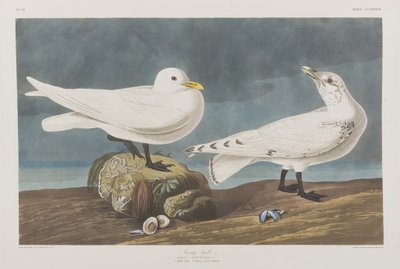 Illustration aus 