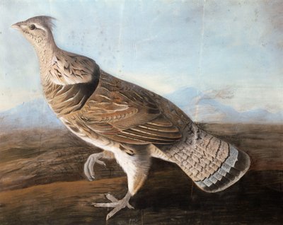 Raufußgans, ca. 1812 von John James Audubon