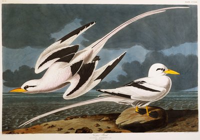 Tropenvogel von John James Audubon