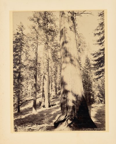 Große Bäume, Mariposa, Kalifornien von John K. Hillers