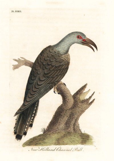 Kanalbilled Kuckuck, Scythrops novaehollandiae (Australischer Kanalbilled, Psittaceous Hornbill). Handkolorierter Kupferstich gezeichnet und graviert von John Latham aus seiner eigenen 