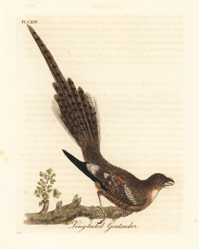 Langschwanz-Nachtschwalbe, Caprimulgus climacurus. Handkolorierte Kupferstichzeichnung und -gravur von John Latham aus seinem eigenen A General History of Birds, Winchester von John Latham