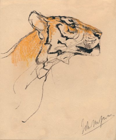 Kopf eines Tigers, um 1910 von John Macallan Swan