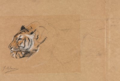 Tiger von John Macallan Swan