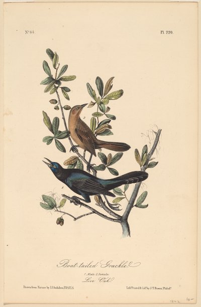 Bootsschwanz-Grackel von John T. Bowen, after John James Audubon