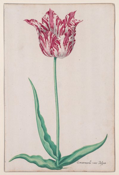 Studie einer Tulpe (Gemarmerde van Jasper) von John Thomson