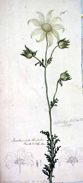 Flanellblume, Actinotus helianthe Labill von John William Lewin