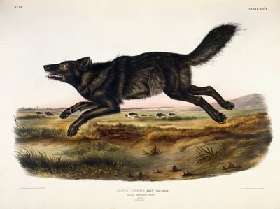 Schwarzer amerikanischer Wolf, Männchen, 1845 von John Woodhouse Audubon