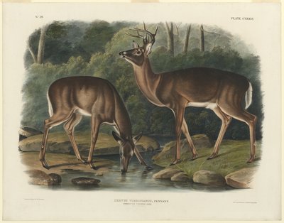 Cervus Virginianus von John Woodhouse Audubon