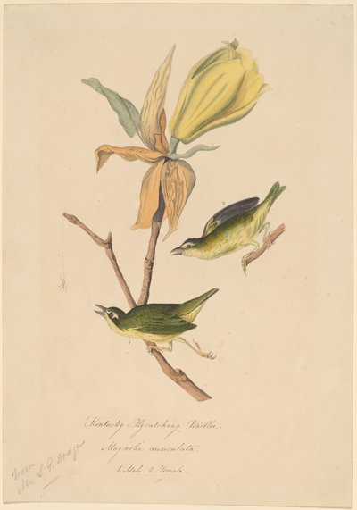 Kentucky Fliegenschnäpper von John Woodhouse Audubon