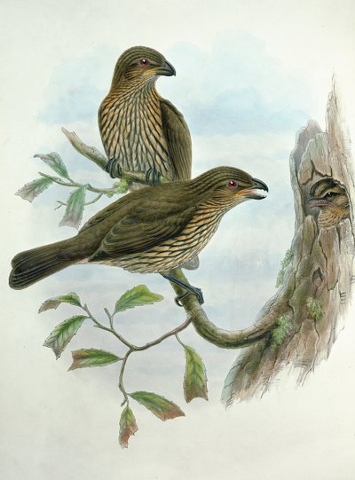 Ailuroedus Dentirostris, Zahnspitzkatzenvogel von John and Hart, William Gould