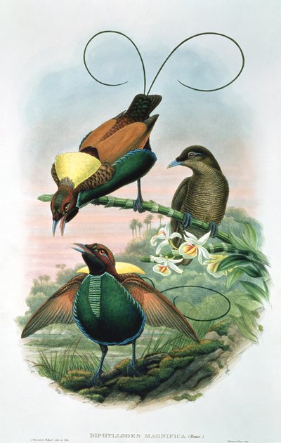 Diphyllodes Magnificus von John and Hart, William Gould