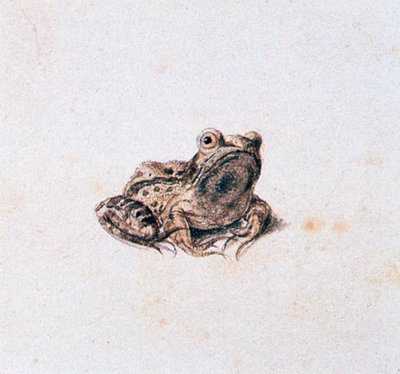 Grüner Frosch, 16. Jahrhundert von Joris Hoefnagel