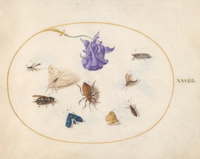 Insekten, ca. 1575-80 von Joris Hoefnagel