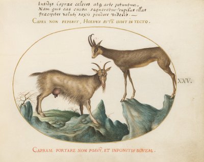 Tafel 25: Zwei Wildziegen von Joris Hoefnagel