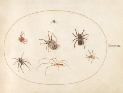 Tafel 38: Sieben Spinnen von Joris Hoefnagel