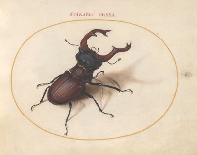 Skarabäuskäfer, ca. 1575-80 von Joris Hoefnagel