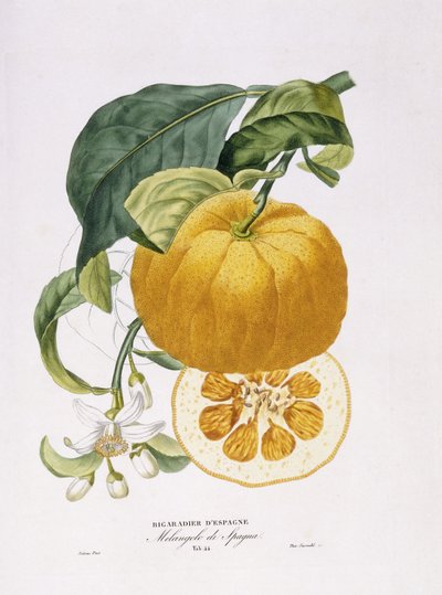 Histoire Naturelle des Orangers, 1818-20 von Joseph Antoine Risso