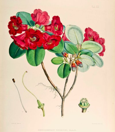 Rhododendron thomsonii, 1895 von Joseph Dalton Hooker
