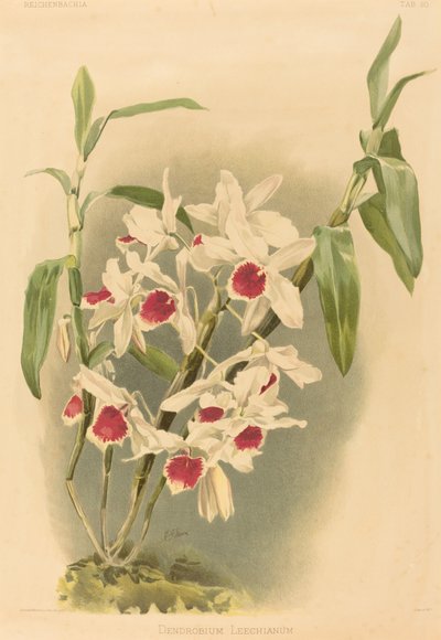 Dendrobium Leechianum von Joseph Mansell