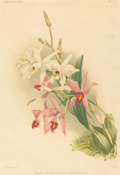 Laelia Anceps Stella & Barkeriana von Joseph Mansell