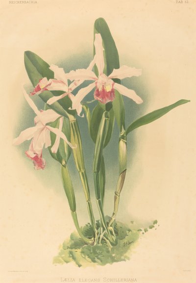 Laelia Elegans Schilleriana von Joseph Mansell
