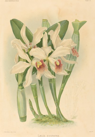 Laelia Euspatha von Joseph Mansell